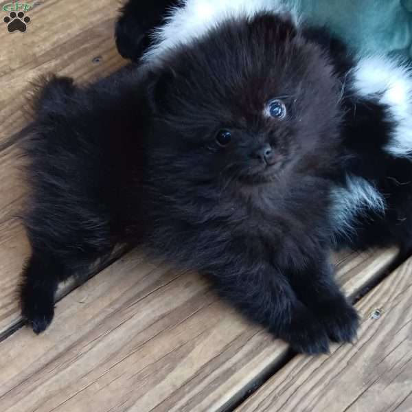 Thin Mints, Pomeranian Puppy